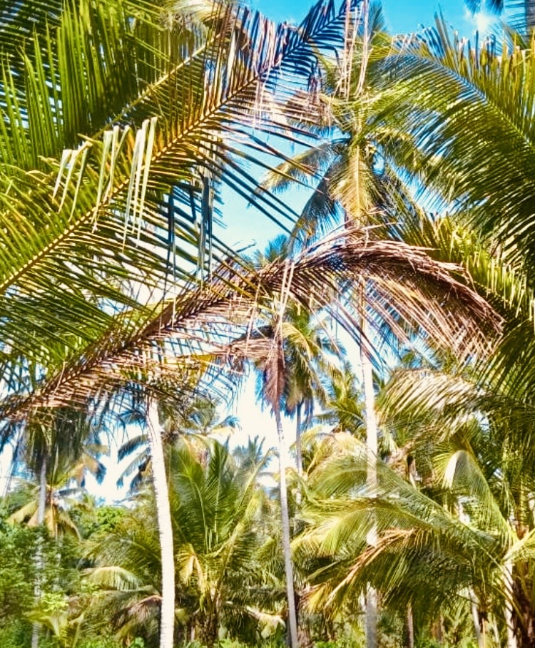 Agricultural Land for Sale in Chavakachcheri