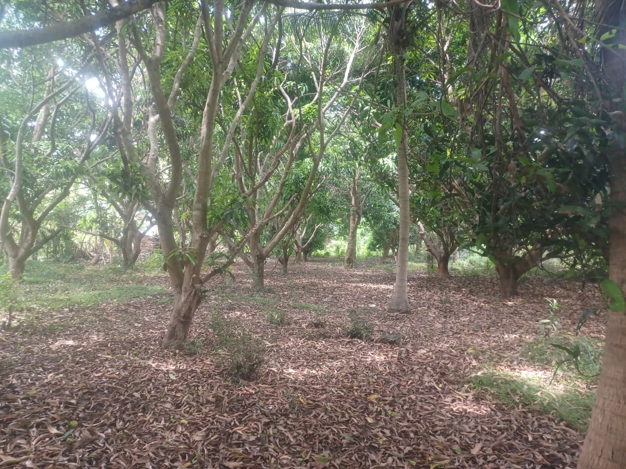 Residential Land for Sale in Pulastigama