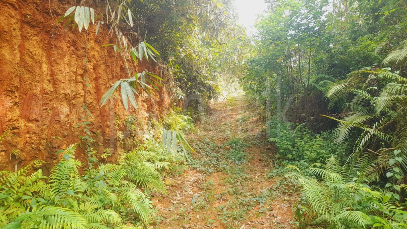 Agricultural Land for Sale in Dompe