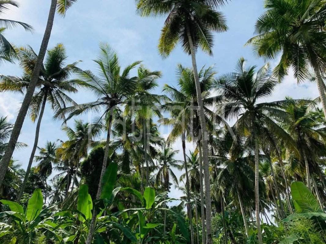 Commercial Land for Sale in Badalgama