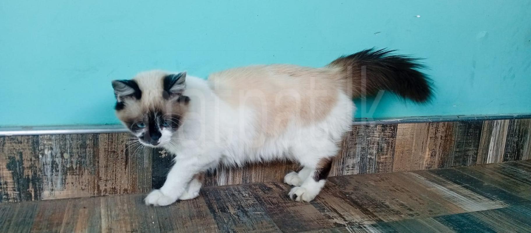 Himalayan