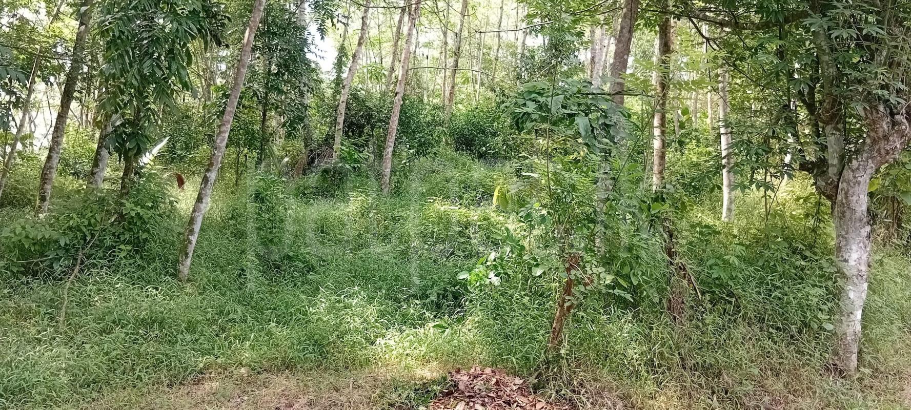 Agricultural Land for Sale in Hanwella