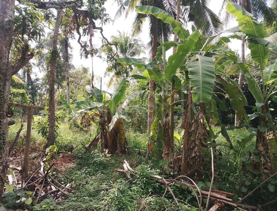 Agricultural Land for Sale in Veyangoda