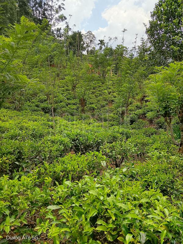 Agricultural Land for Sale in Ambatalawa