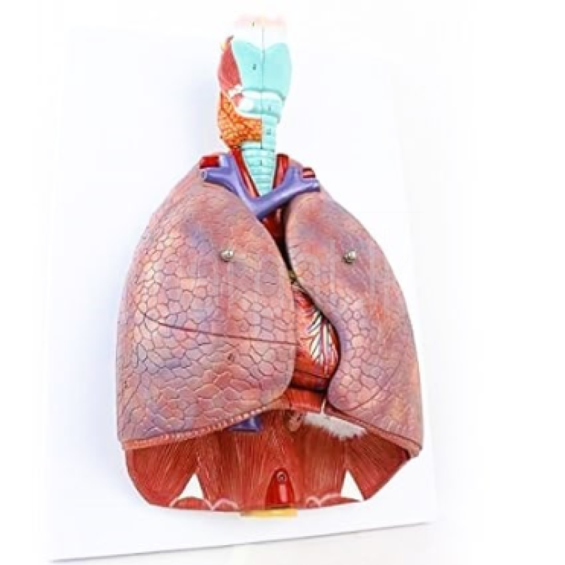 Larynx, Heart and Lung Model A430 ads-image-1
