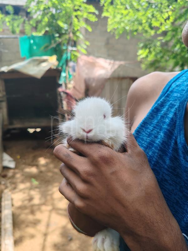 Rabbit