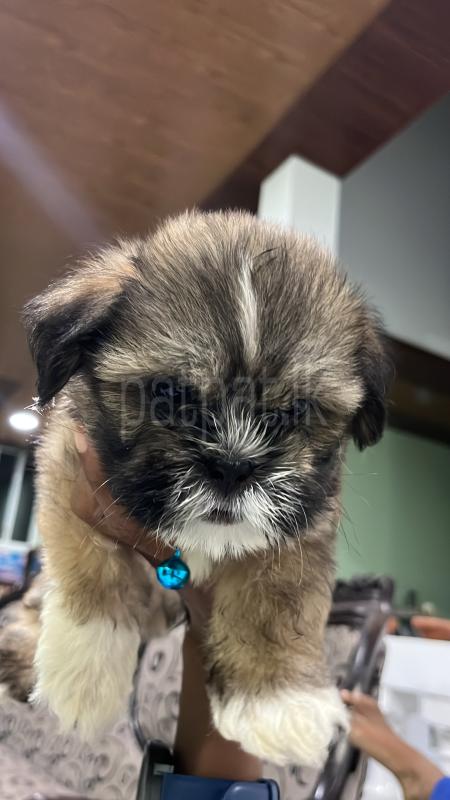 Advertisement image 5