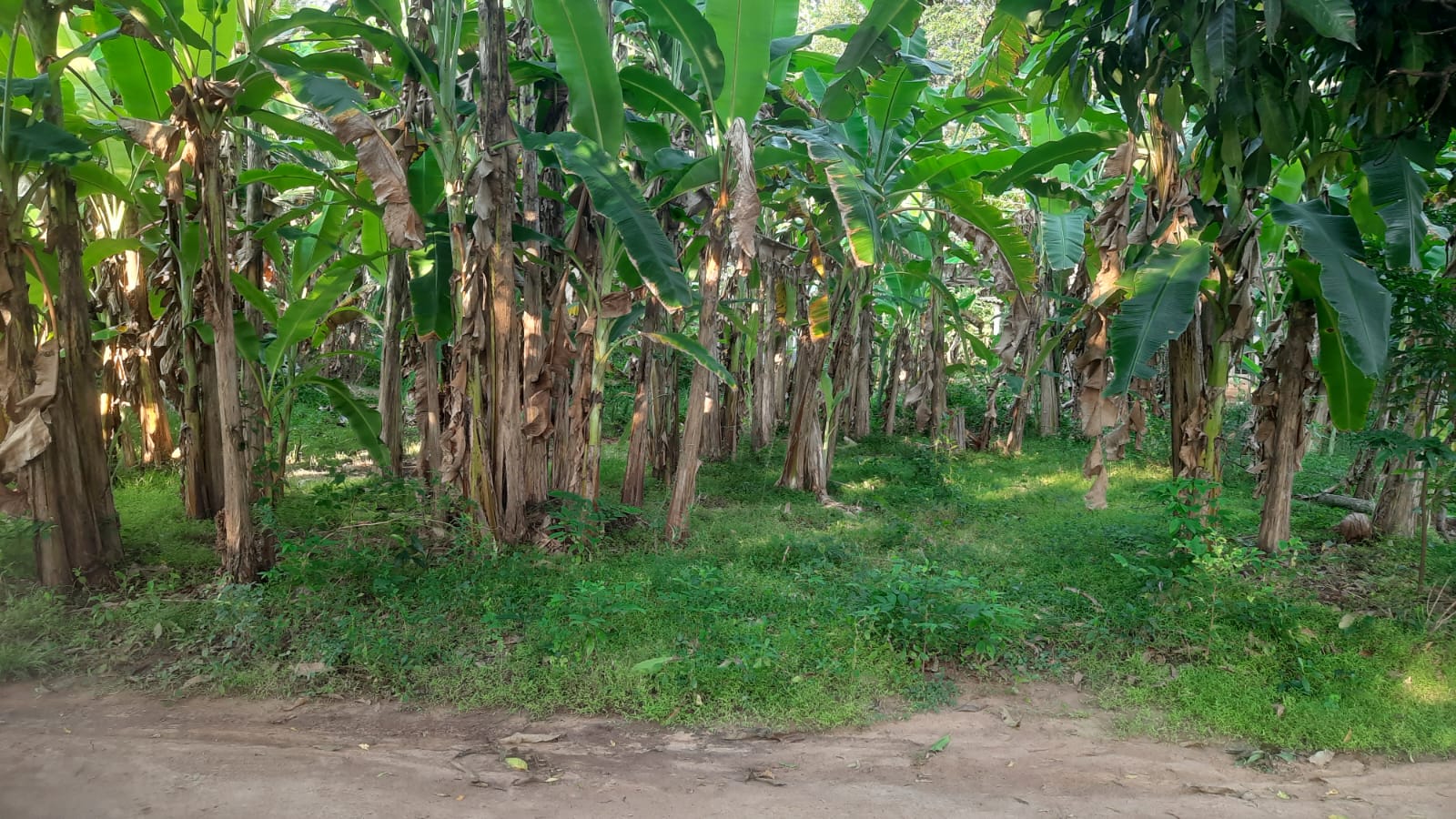 Residential Land for Sale in Anuradhapura