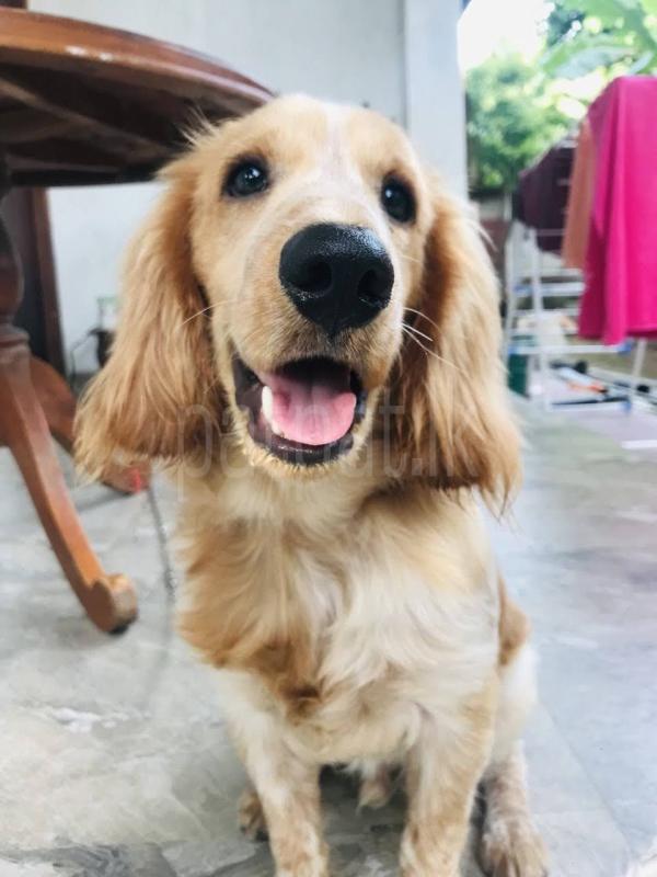 Cocker Spaniel Male for Crossing
