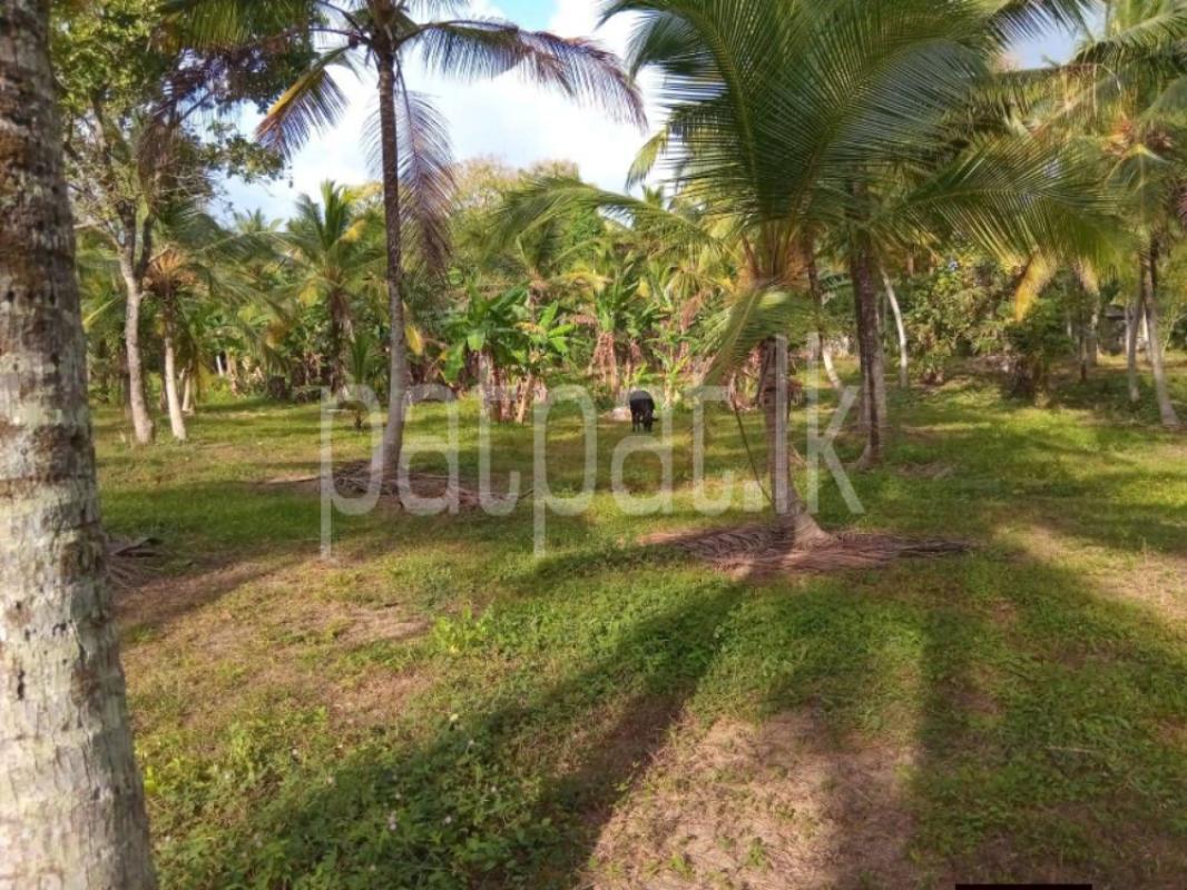 Commercial Land for Sale in Badalgama ads-image-1