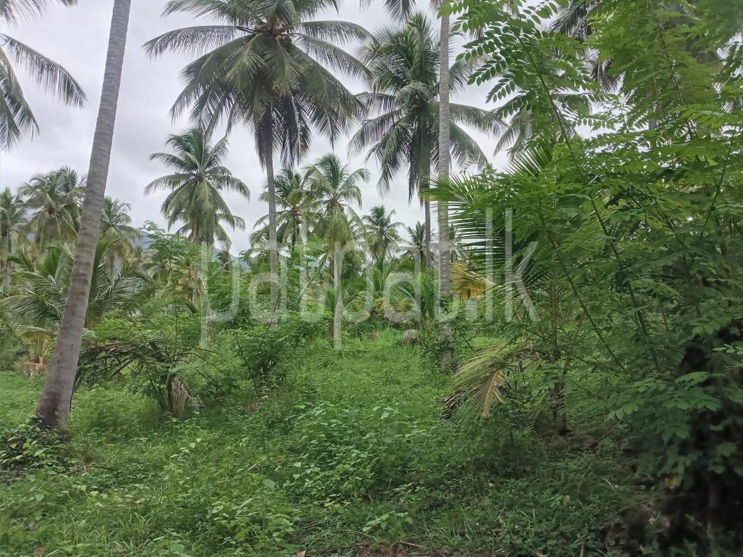 Agricultural Land for Sale in Wellawa