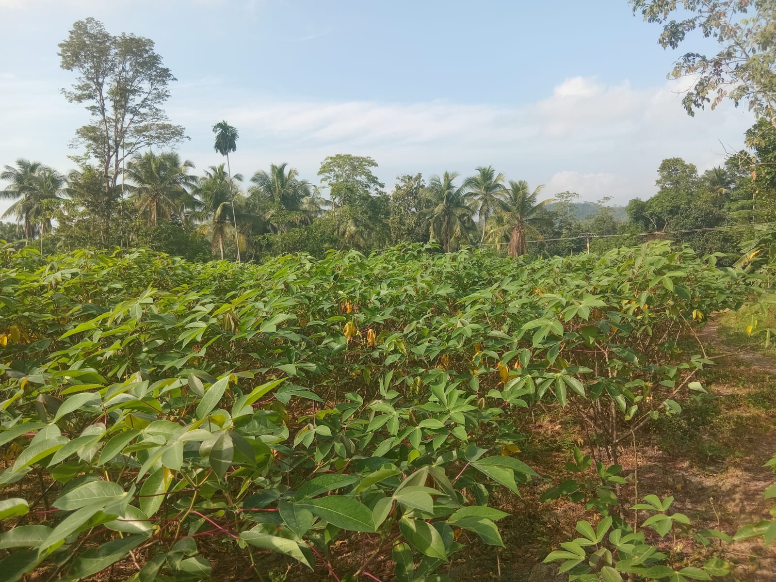 Agricultural Land for Sale in Horana