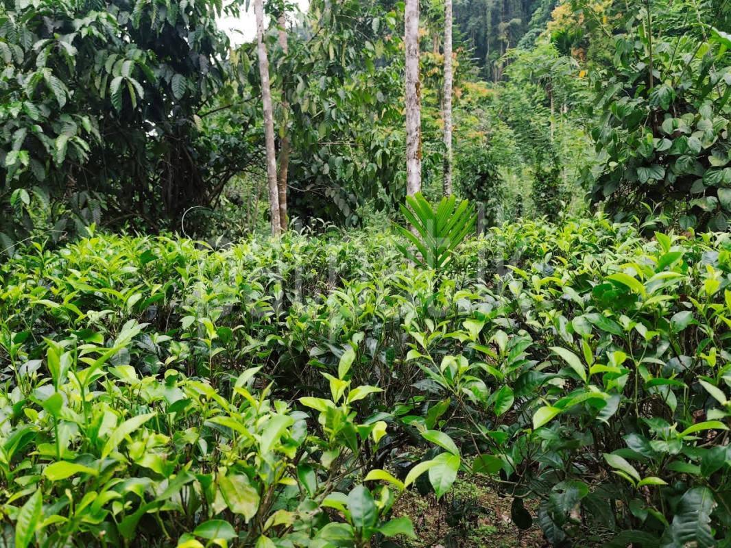 Residential Land for Sale in Kitulwala