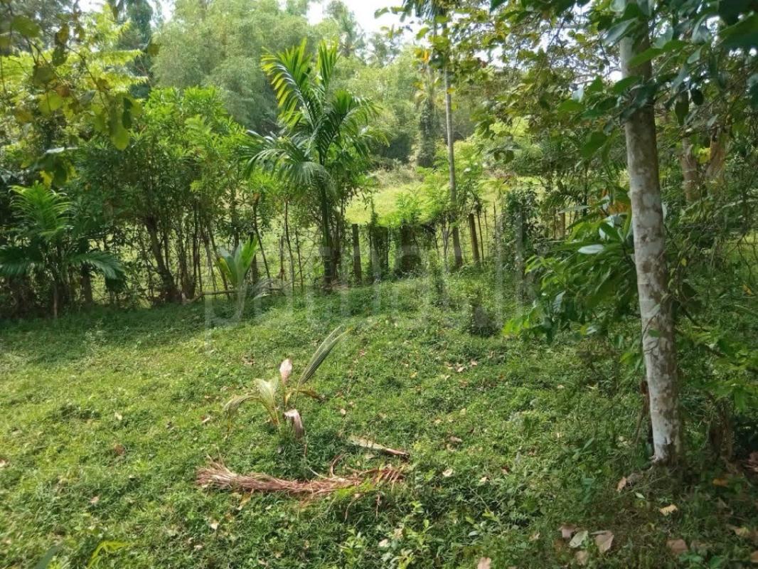 Agricultural Land for Sale in Gampaha