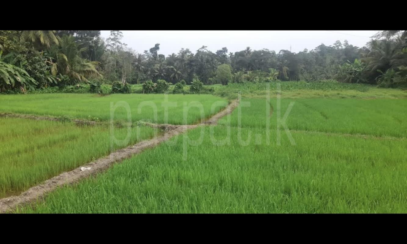Agricultural Land for Sale in Wanchawela