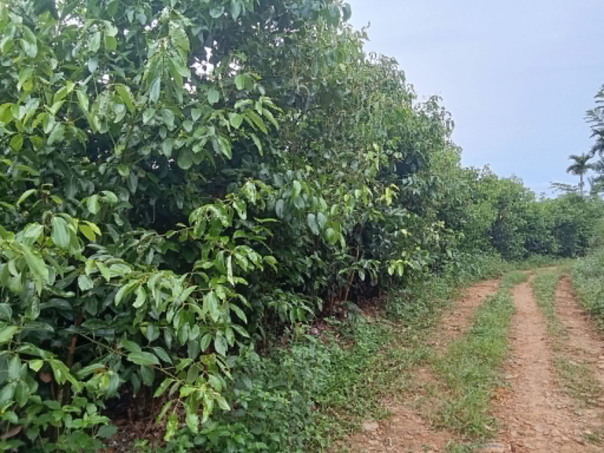 Agricultural Land for Sale in Deniyaya