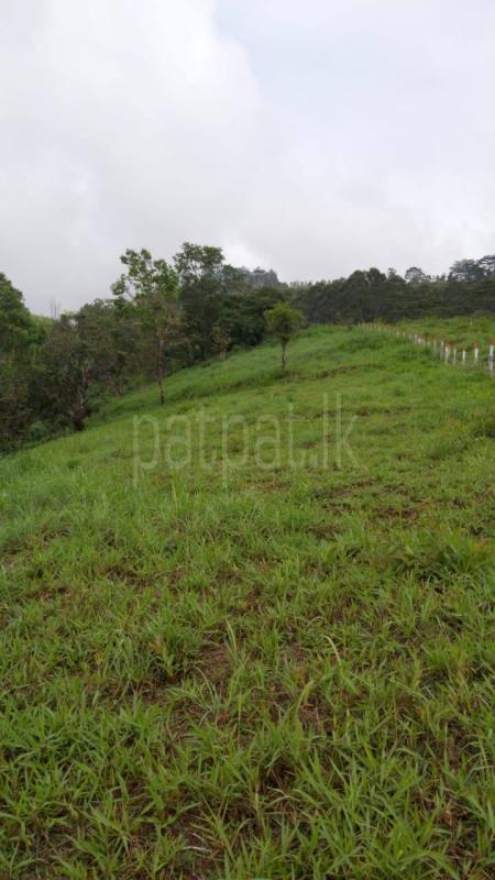 Commercial Land for Sale in Pussellawa ads-image-1