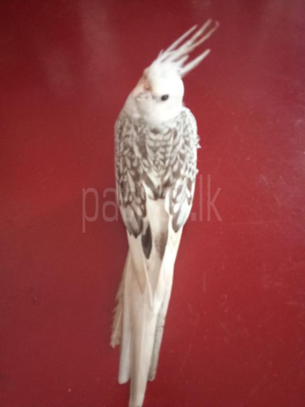 Advertisement image 2