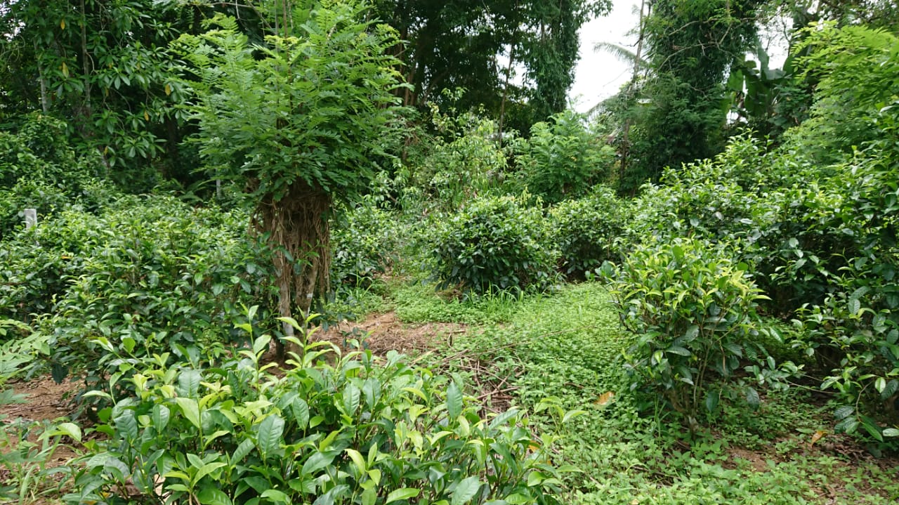 Residential Land for Sale in Matugama