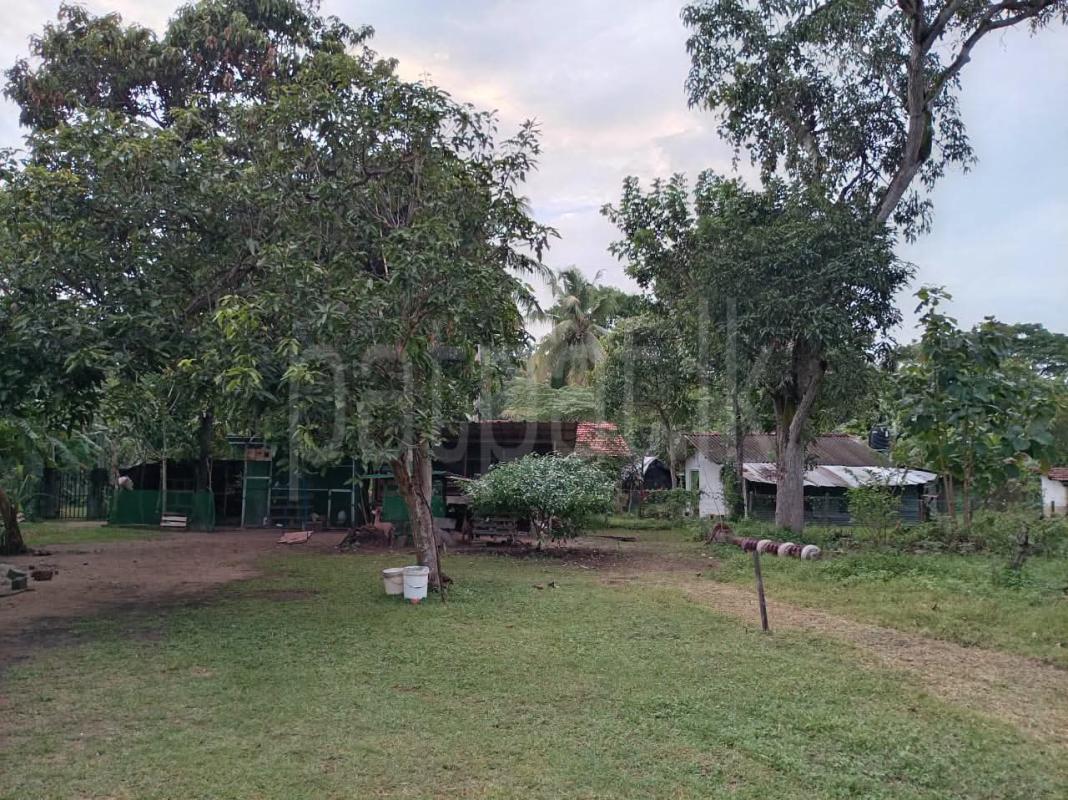 House for Sale in Nattandiya