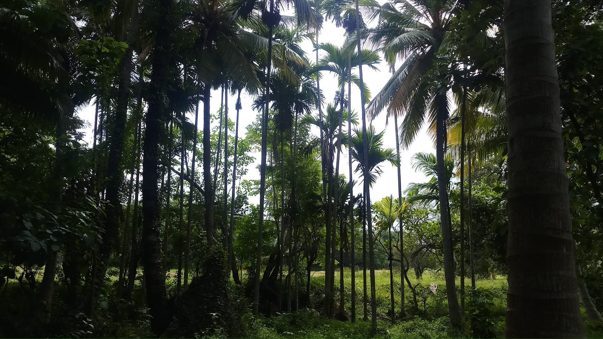 Agricultural Land for Sale in Wariyapola