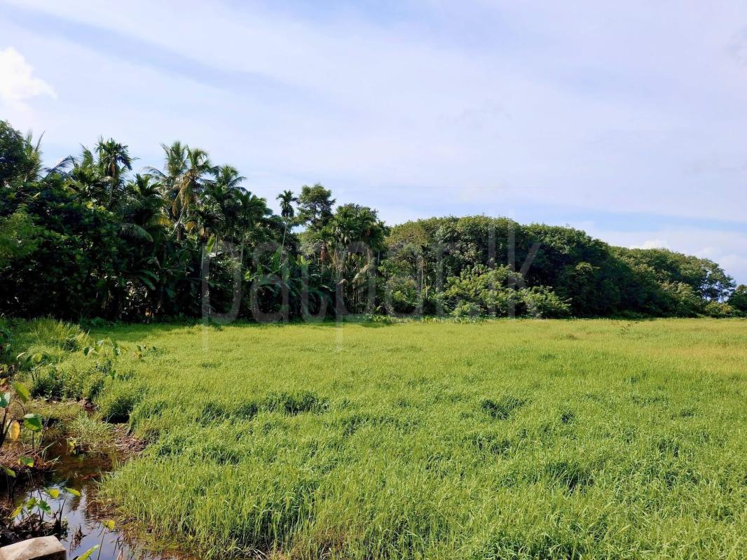 Agricultural Land for Sale in Panadura