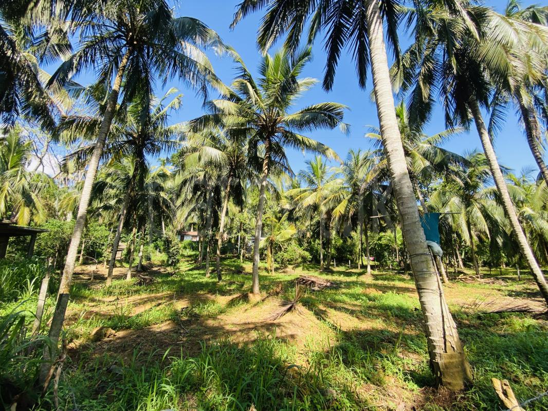 Commercial Land for Sale in Pallebedda