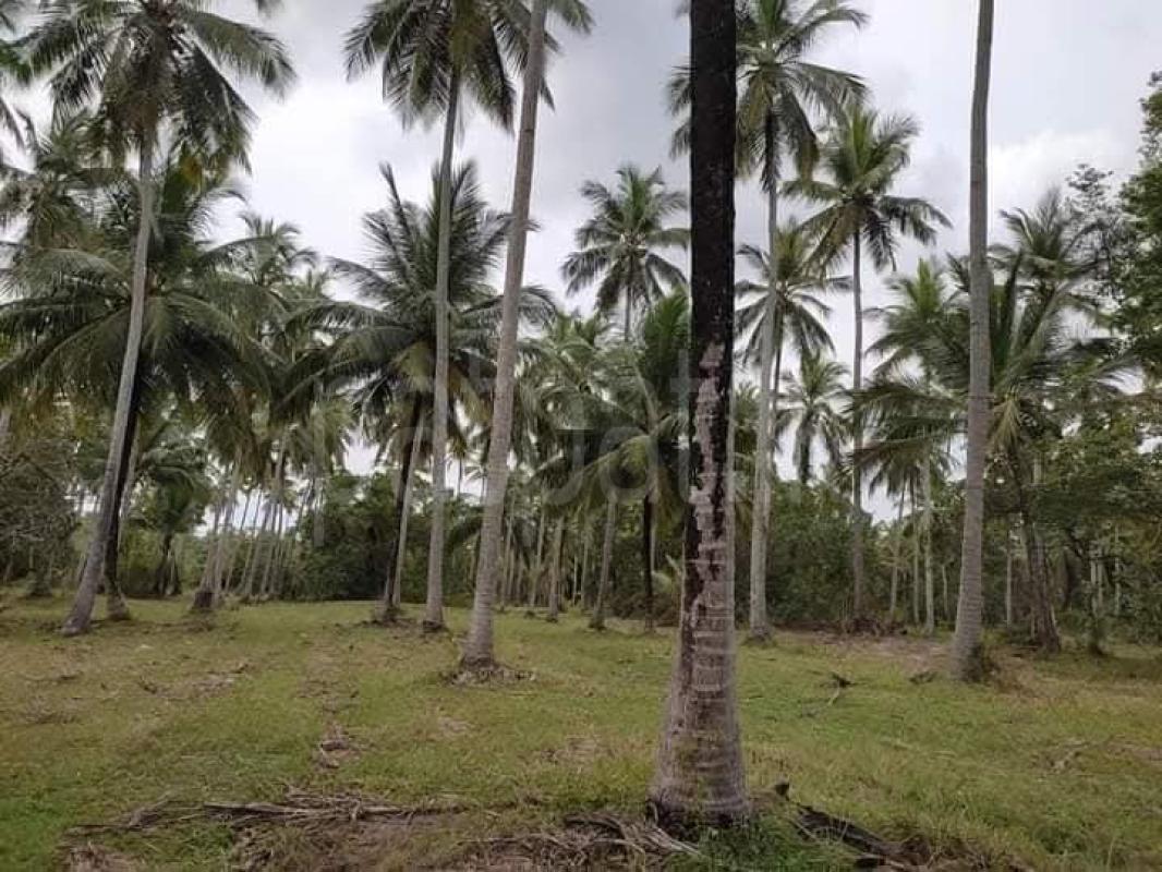 Agricultural Land for Sale in Wariyapola