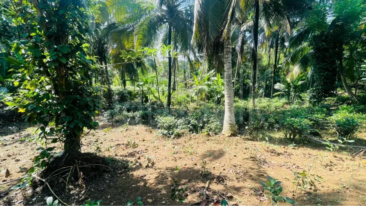 Agricultural Land for Sale in Polgahawela