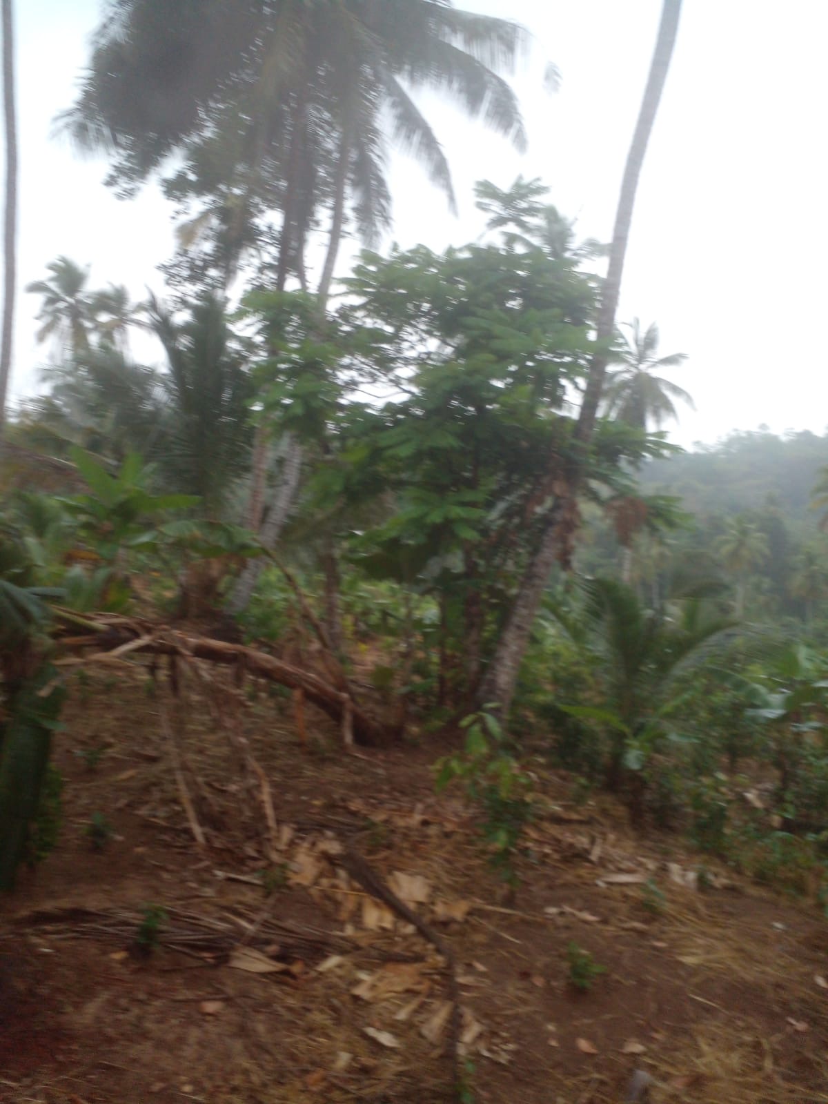 Agricultural Land for Sale in Beliatta