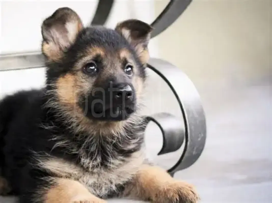 German Shepherd 1 month vaccine female puppy