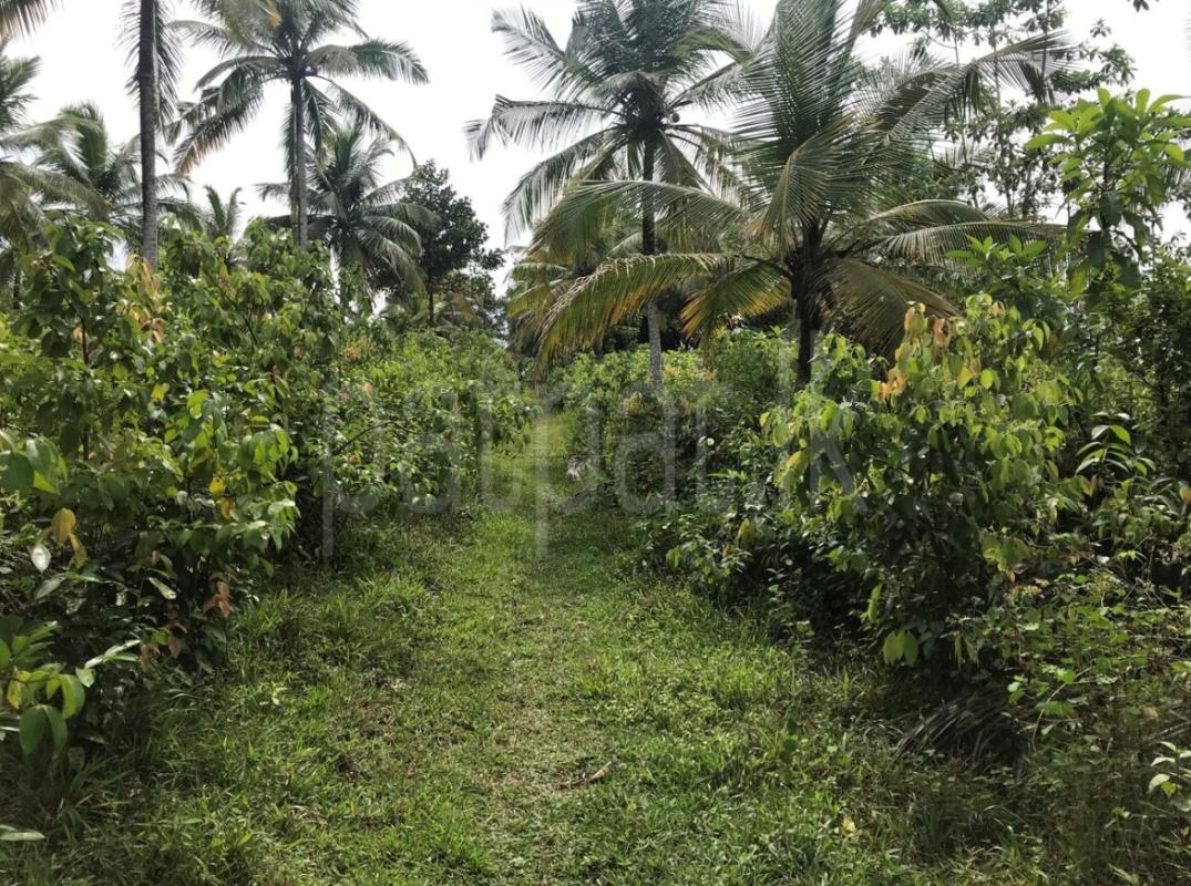 Residential Land for Sale in Siddamulla ads-image-1