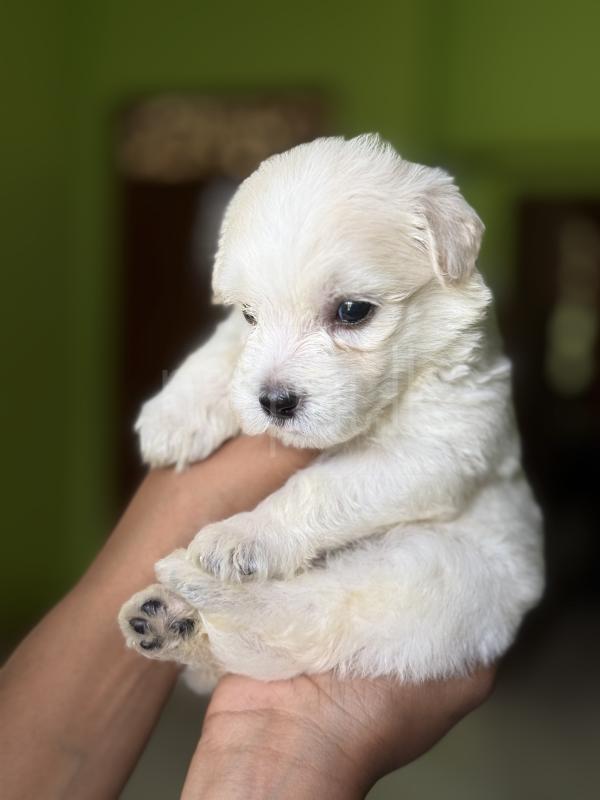 terrier mix poodle puppies ads-image-1
