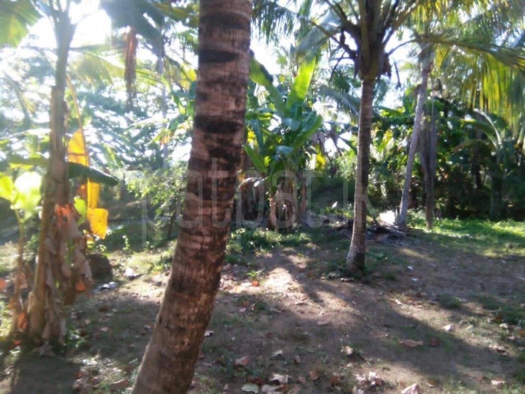 Agricultural Land for Sale in Weeraketiya