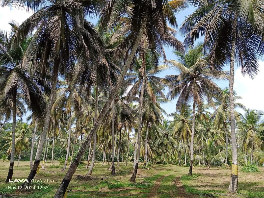 Agricultural Land for Sale in Kurunegala