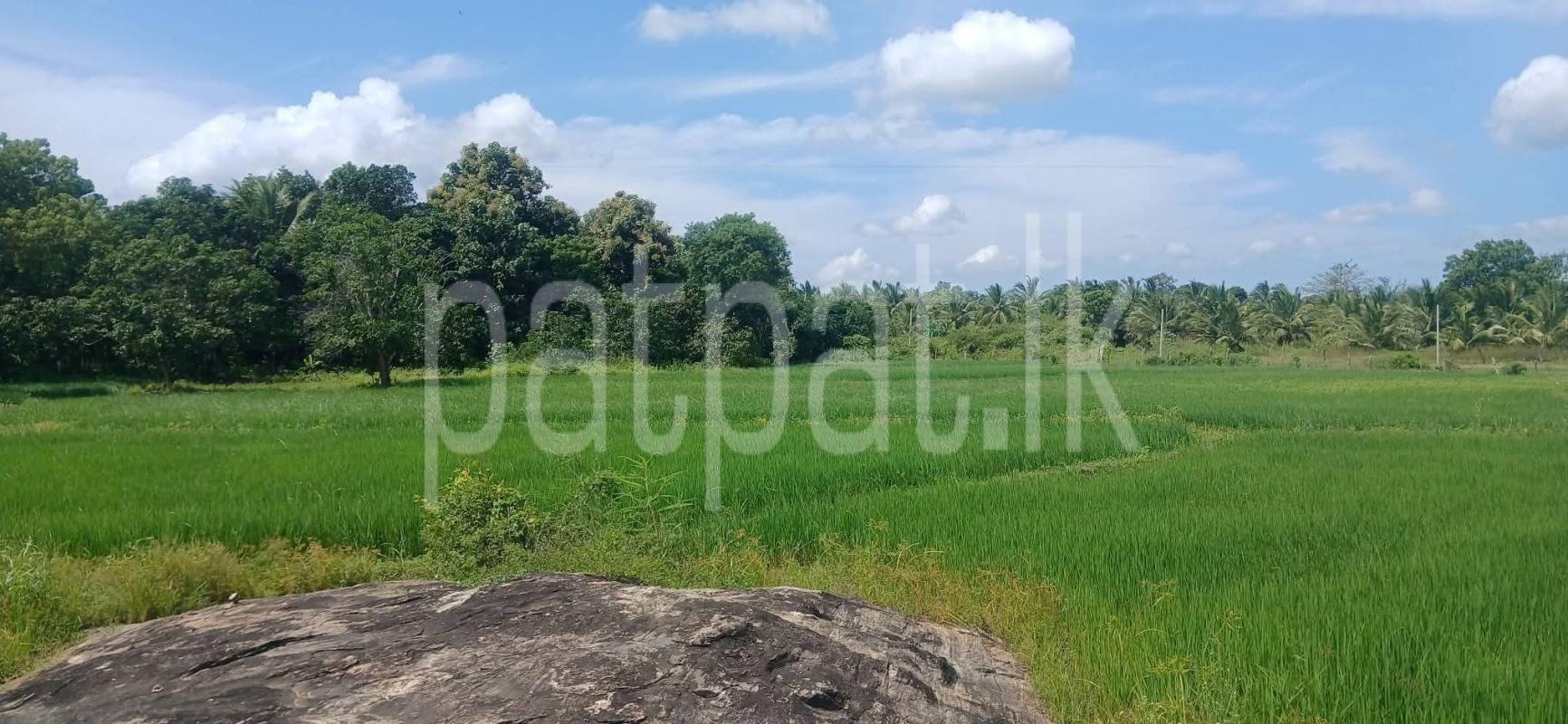 Agricultural Land for Sale in Kataragama