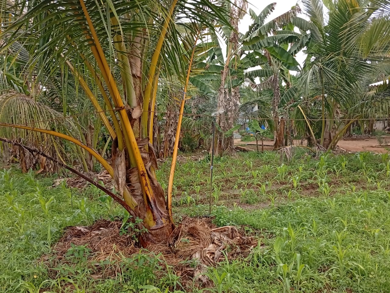 House for Sale in Embilipitiya