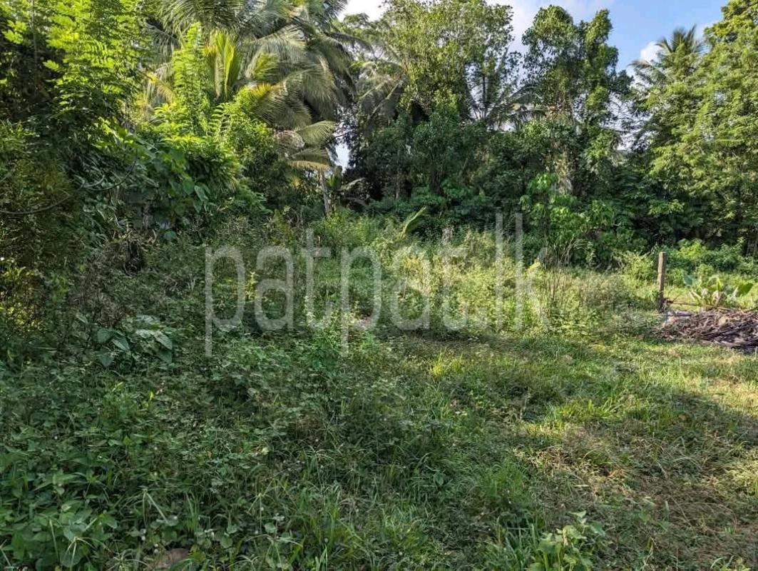Agricultural Land for Sale in Pamunugama ads-image-1