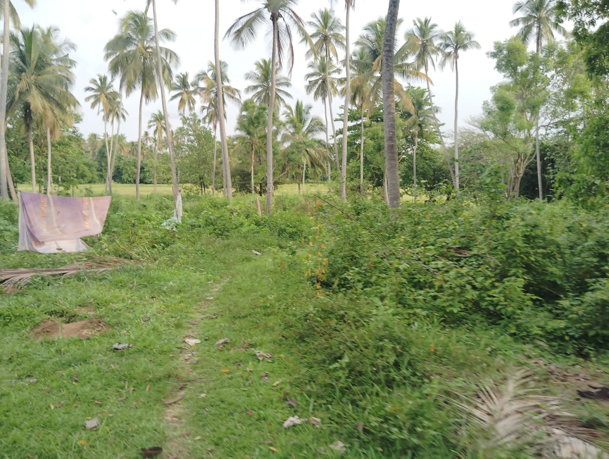Agricultural Land for Sale in Hiripitiya