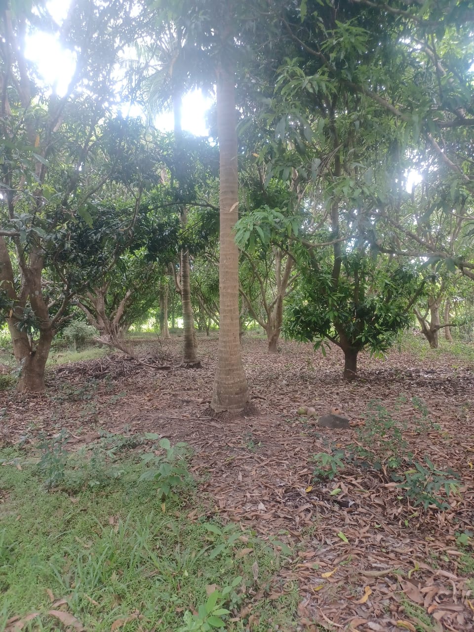 Residential Land for Sale in Pulastigama