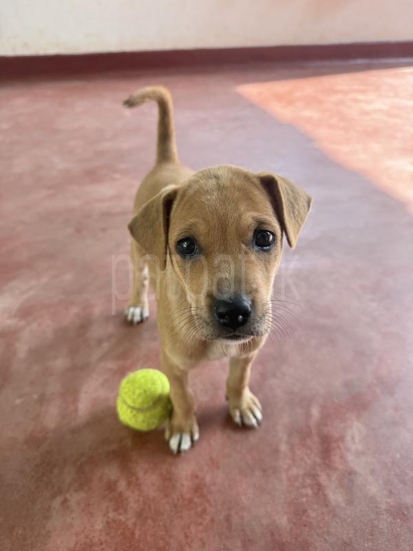 Puppy For Kind Home ads-image-1