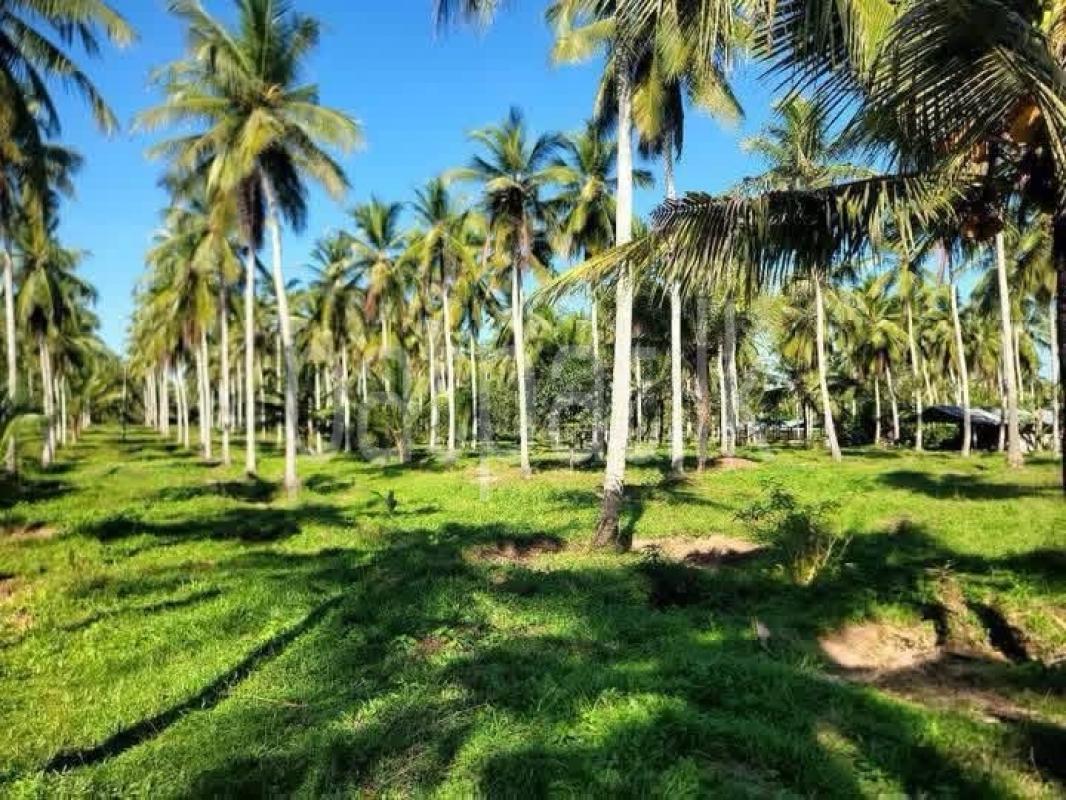 Agricultural Land for Sale in Katunayake ads-image-1