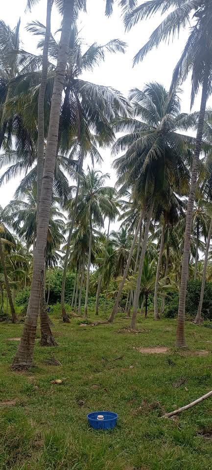 Commercial Land for Sale in Wariyapola