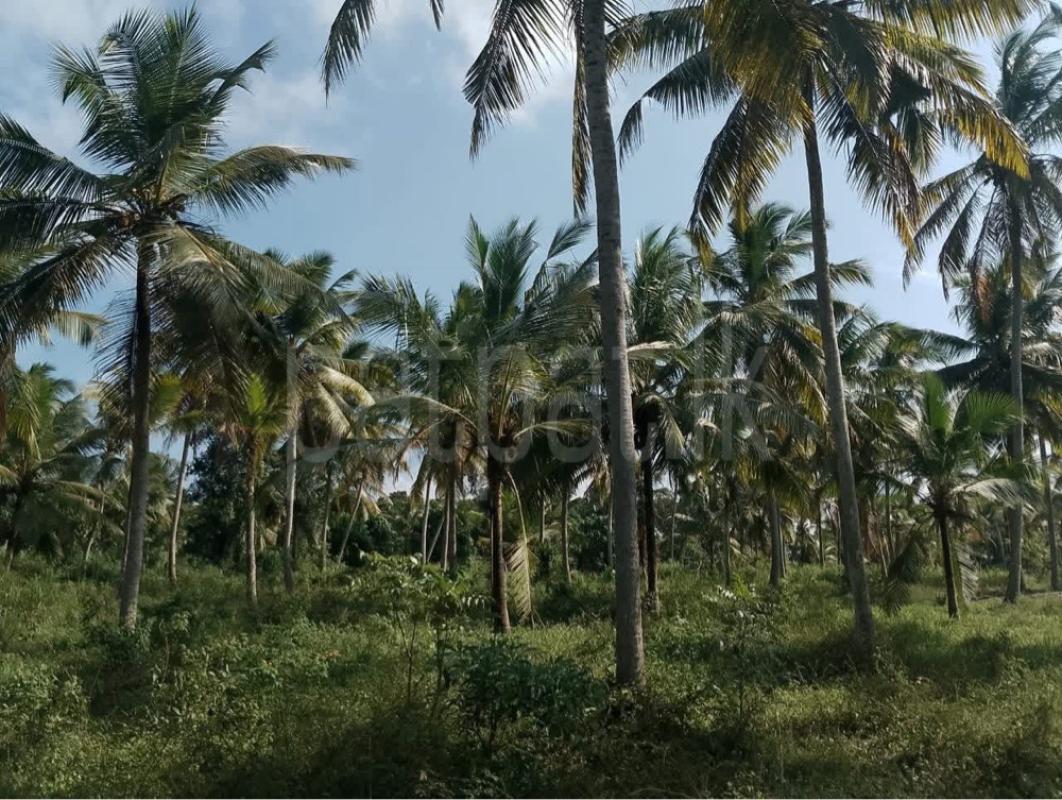 Agricultural Land for Sale in Gampaha