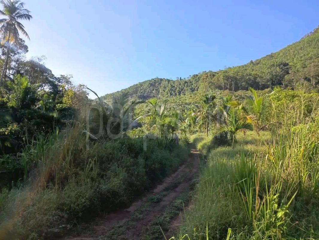Agricultural Land for Sale in Laggala Pallegama