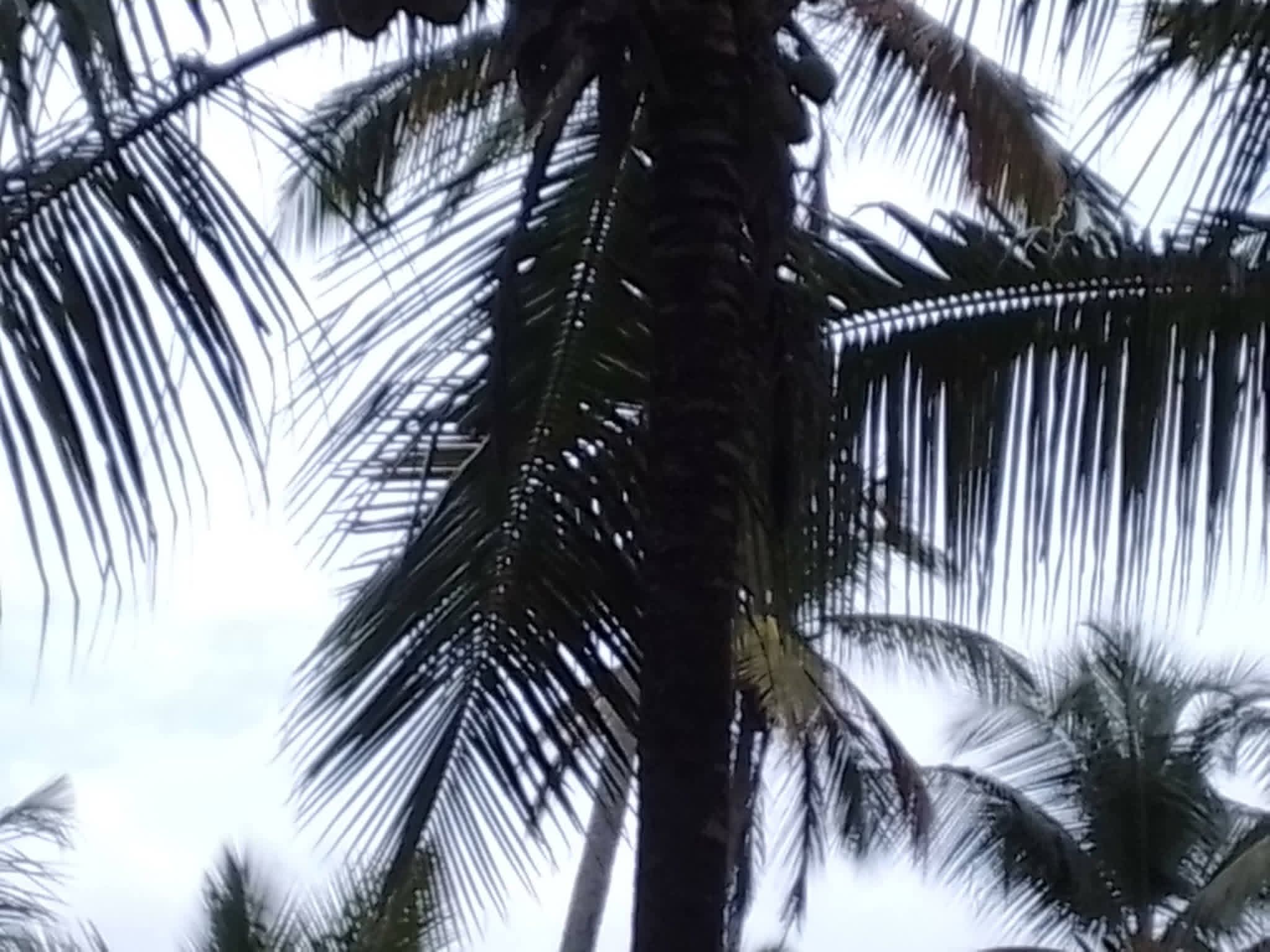 Agricultural Land for Sale in Nattandiya