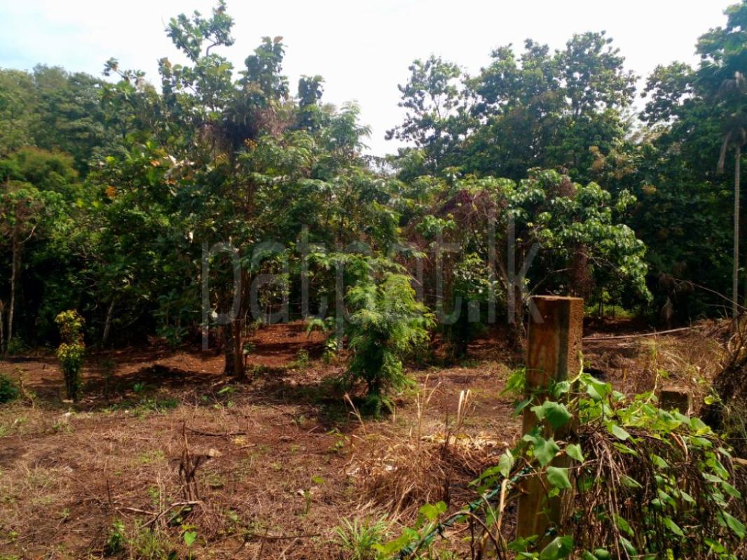 Commercial Land for Sale in Matale ads-image-1