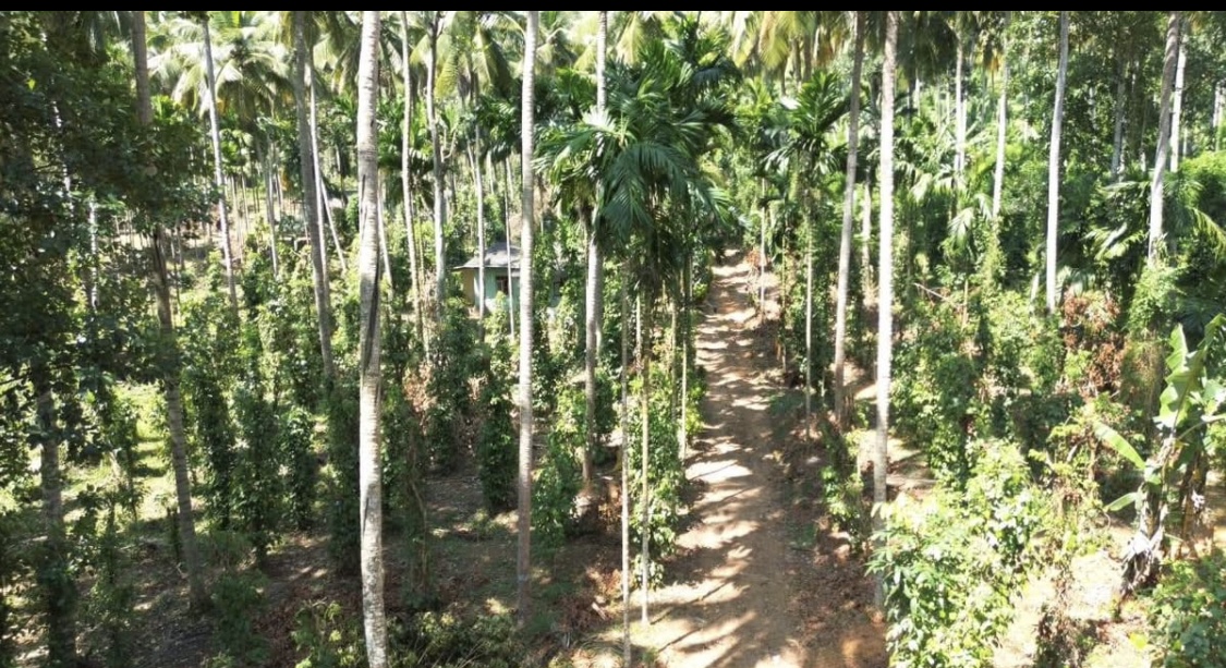 Agricultural Land for Sale in Kundasale
