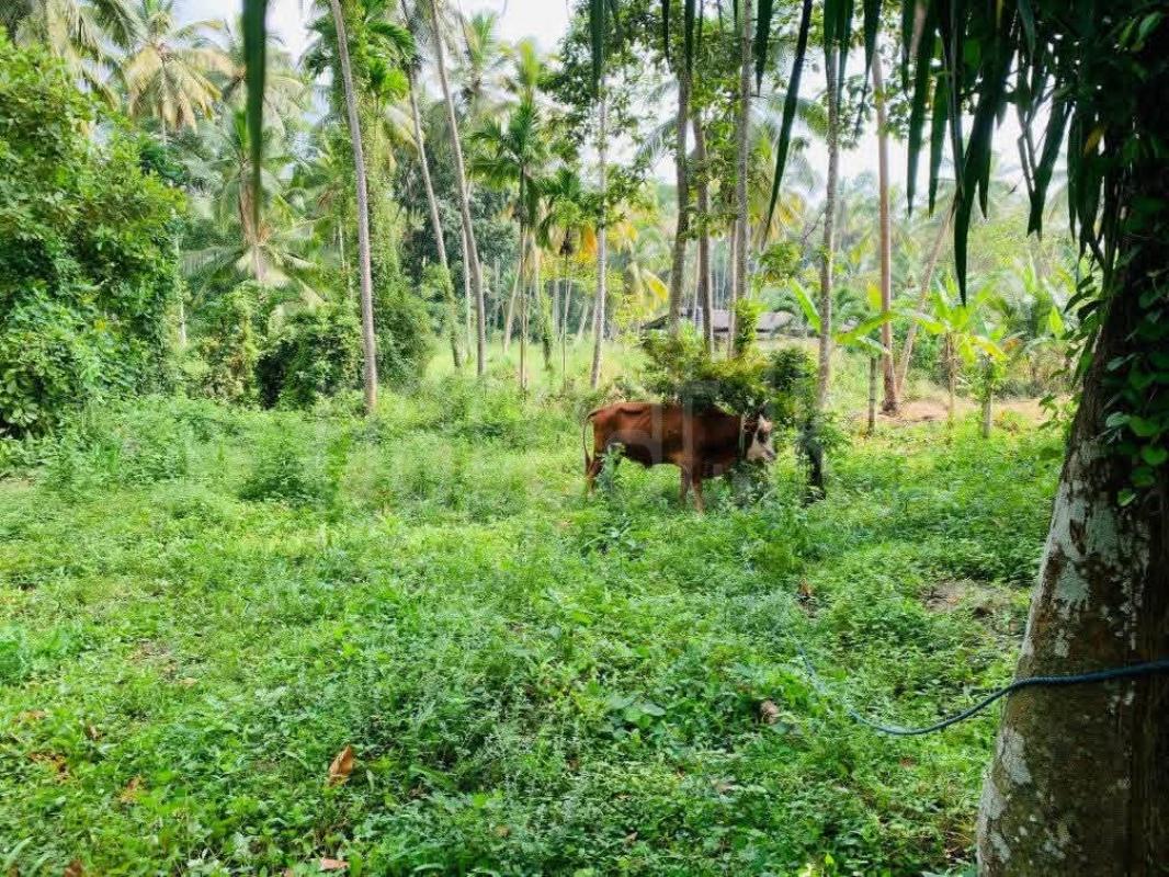 Agricultural Land for Sale in Divulapitiya