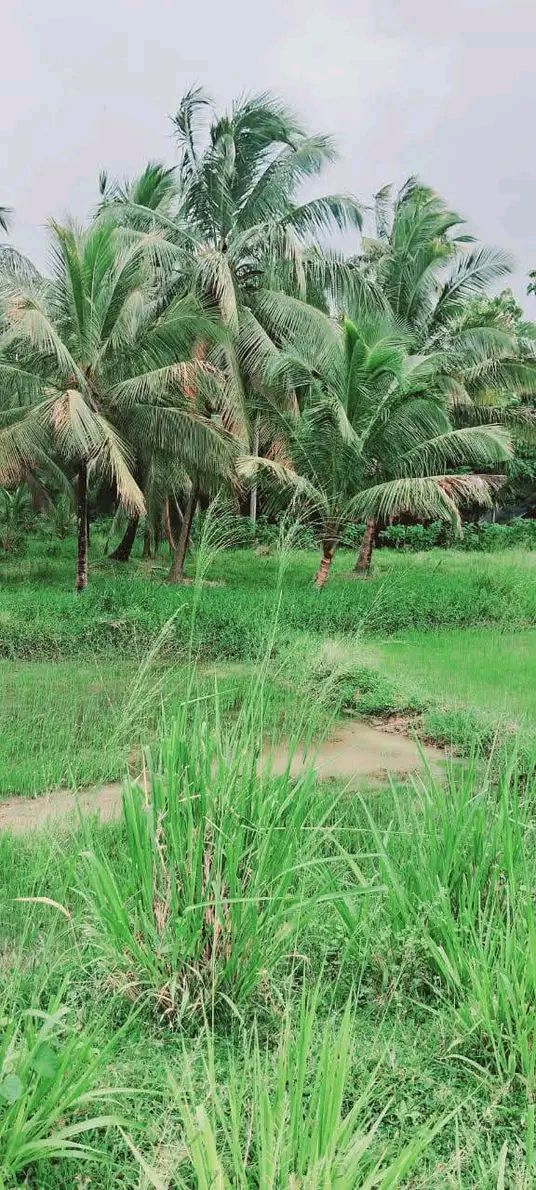 Agricultural Land for Sale in Kurunegala